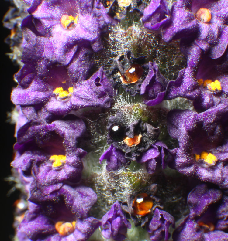 closeup of lavender Lavandula flowers showing nectar drops