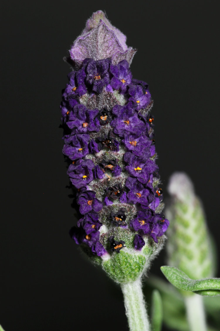lavender Lavandula flower spike showing hint of nectar