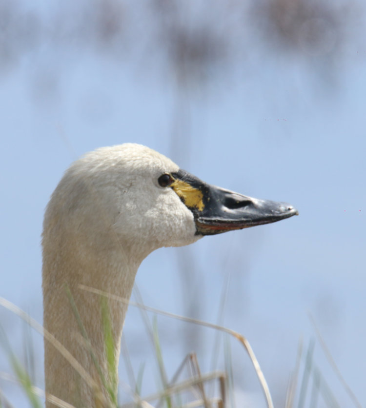 profile of tundra swan Cygnus columbianus  alongside wildlife drive, Mattamuskeet NWR