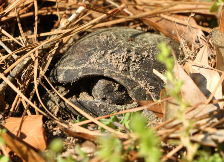 likely eastern mud turtle Kinosternon subrubrum hiding within shell while apparently laying eggs
