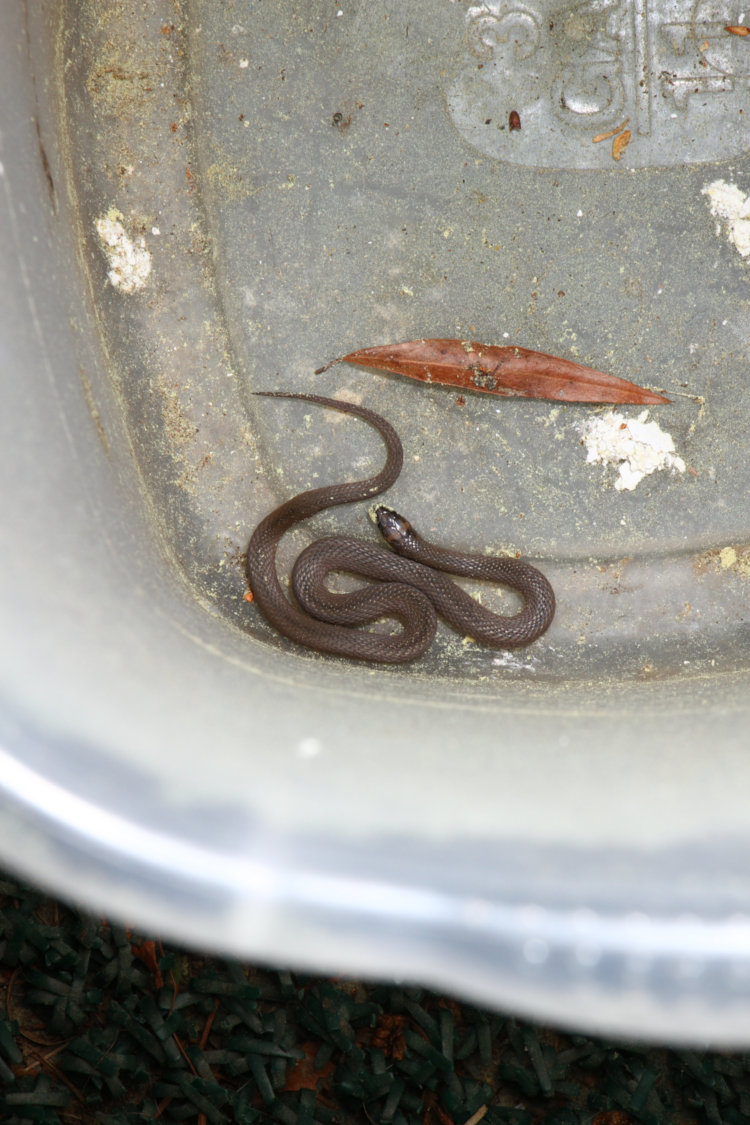 unconfirmed small snake species, likely rough earth snake Haldea striatula, nestled in bottom of outdoor wastebasket Magic Bucket of Variety