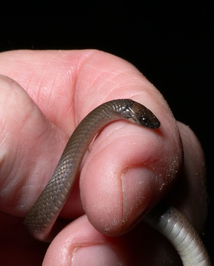 unconfirmed small snake species, likely rough earth snake Haldea striatula, held in author's grasp showing side of head