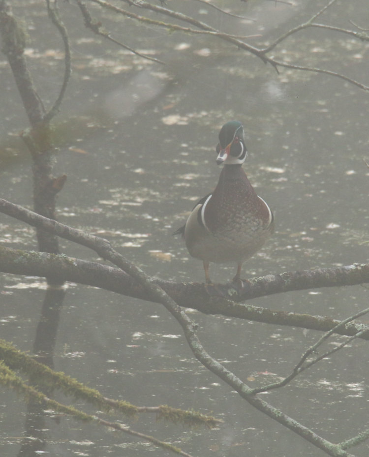 male wood duck Aix sponsa perched in tree in heavy fog