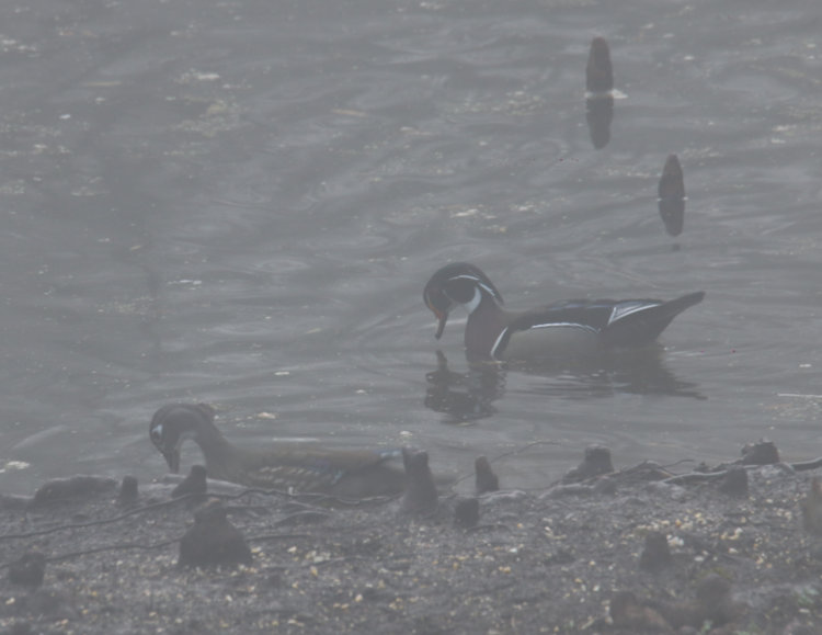 female and male wood ducks Aix sponsa foraging in shallows at pond edge