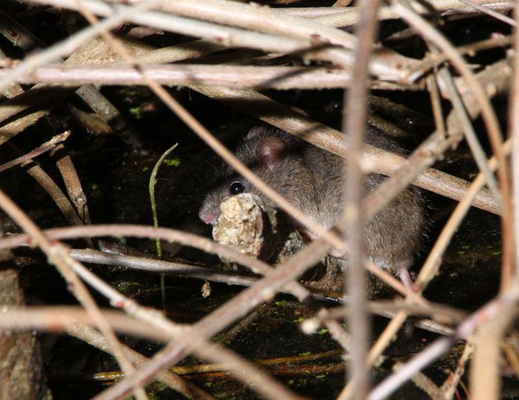 unidentified rodent, perhaps marsh rice rat Oryzomys palustris, in shallow water under debris