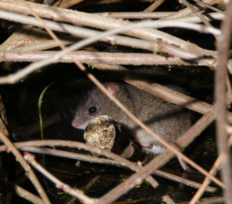 unidentified rodent, perhaps marsh rice rat Oryzomys palustris, in shallow water under debris