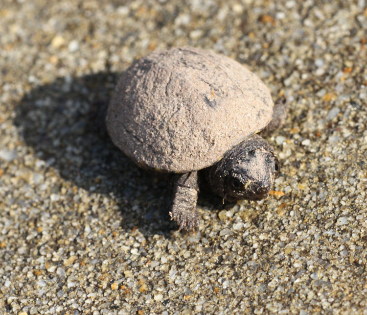 very small eastern mud turtle Kinosternon subrubrum on concrete driveway