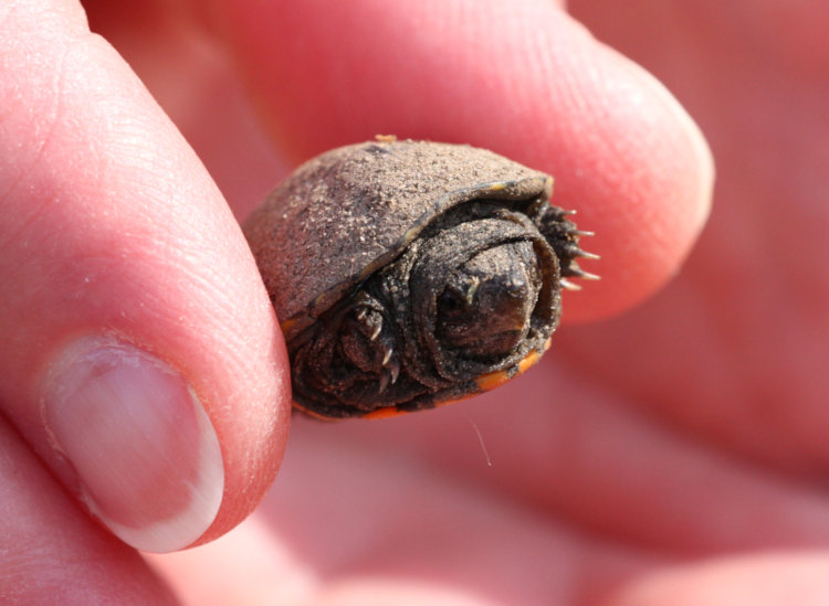 very small eastern mud turtle Kinosternon subrubrum held in The Girlfriend's fingers
