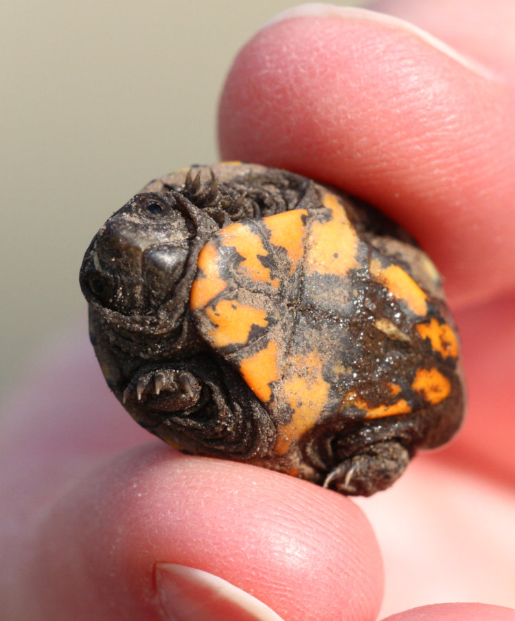 underside of very small eastern mud turtle Kinosternon subrubrum showing double-hinged plastron