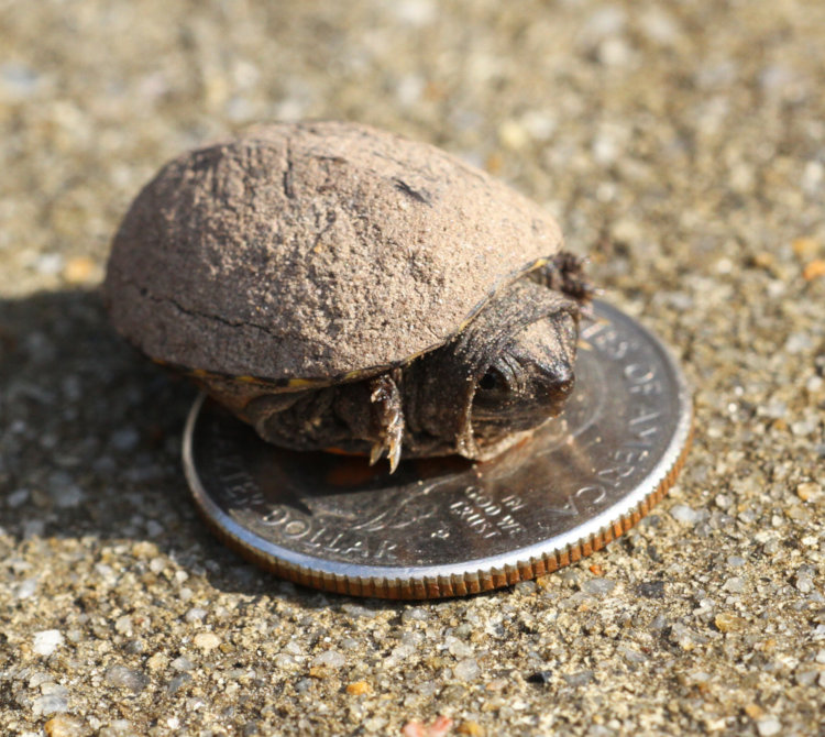very small eastern mud turtle Kinosternon subrubrum on US quarter coin