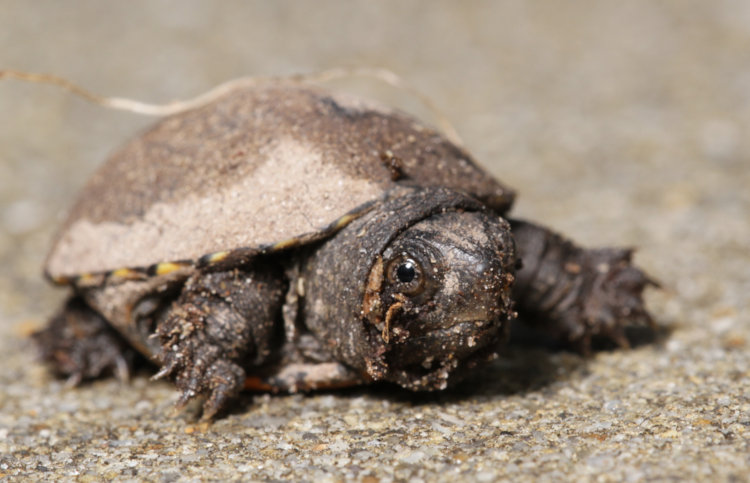 very small eastern mud turtle Kinosternon subrubrum at eye-level on concrete drive