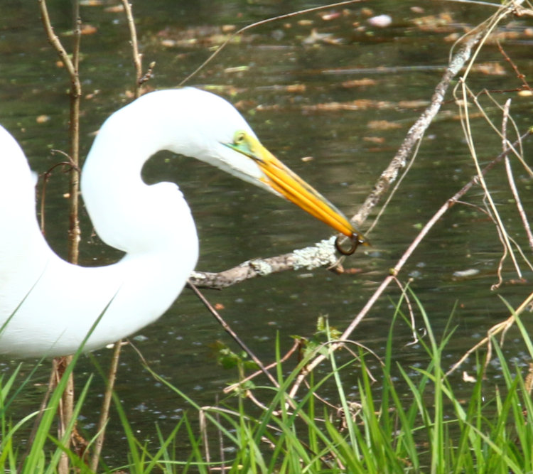 great egret Ardea alba coming up with minuscule wiggly thing
