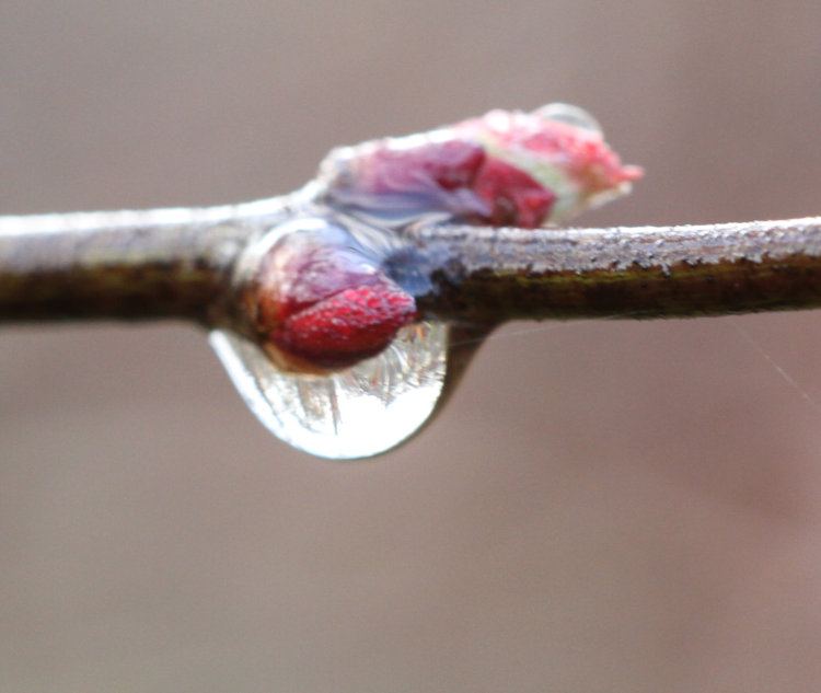 hint of background landscape lensed through raindrop on Japanese maple bud