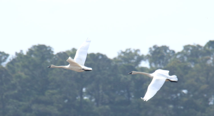 pair of tundra swans Cygnus columbianus flying past, Mattamuskeet NWR