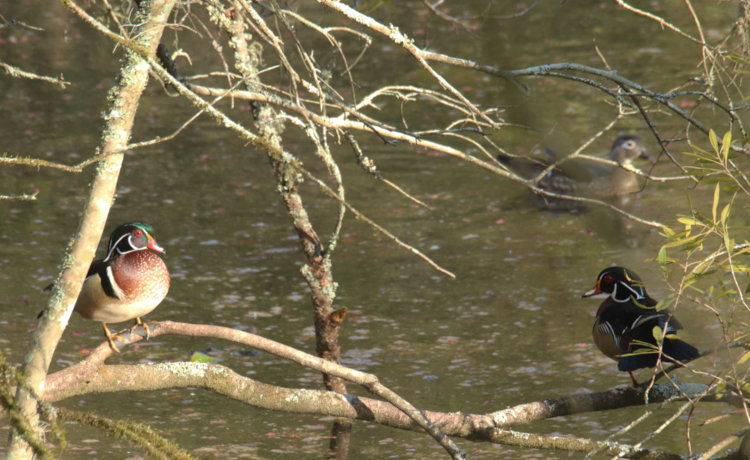 pair of male wood ducks Aix sponsa perched on same branch of tree on Duck Island in late afternoon light