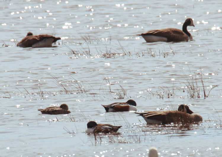 Canada geese Branta canadensis and northern shovelers Spatula clypeata all snoozing on flood plain in Mattamuskeet NWR