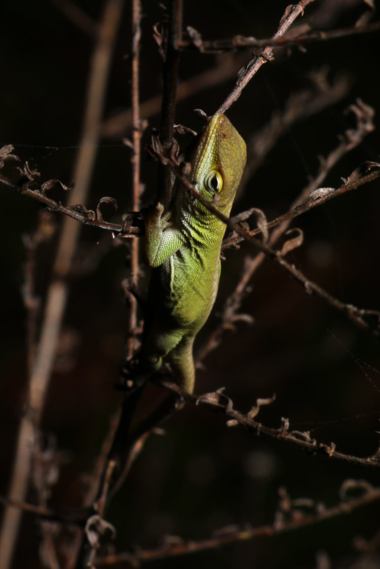 Carolina anole Anolis carolinensis snoozing on dried weed stem overnight