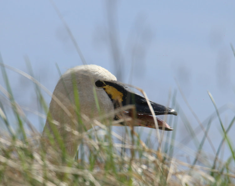 tundra swan Cygnus columbianus with beak open peering from tall grasses alongside wildlife drive, Mattamuskeet NWR