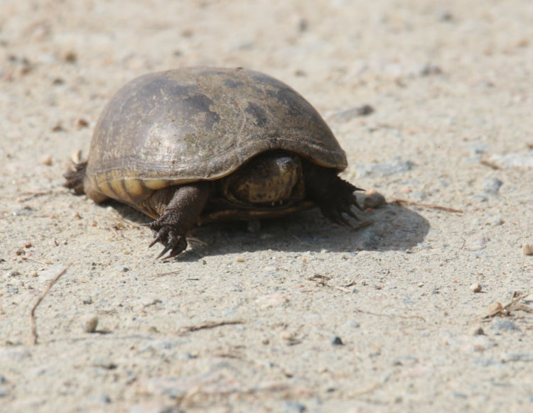 likely eastern mud turtle Kinosternon subrubrum on road in Mattamuskeet National Wildlife Refuge, NC