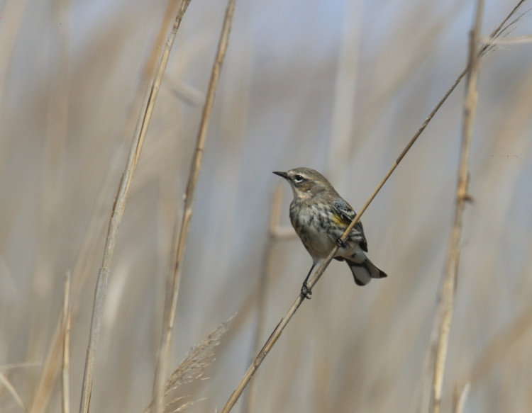 unidentified warbler on reeds at Lake Mattamuskeet, NC