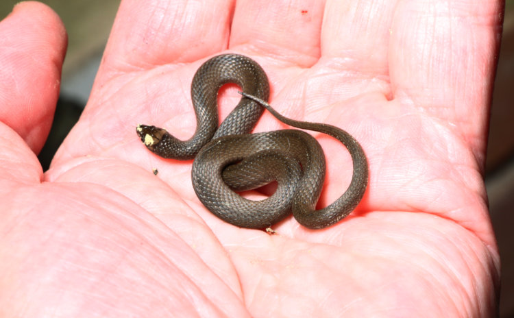 unconfirmed small snake species, likely rough earth snake, nestled in palm of author
