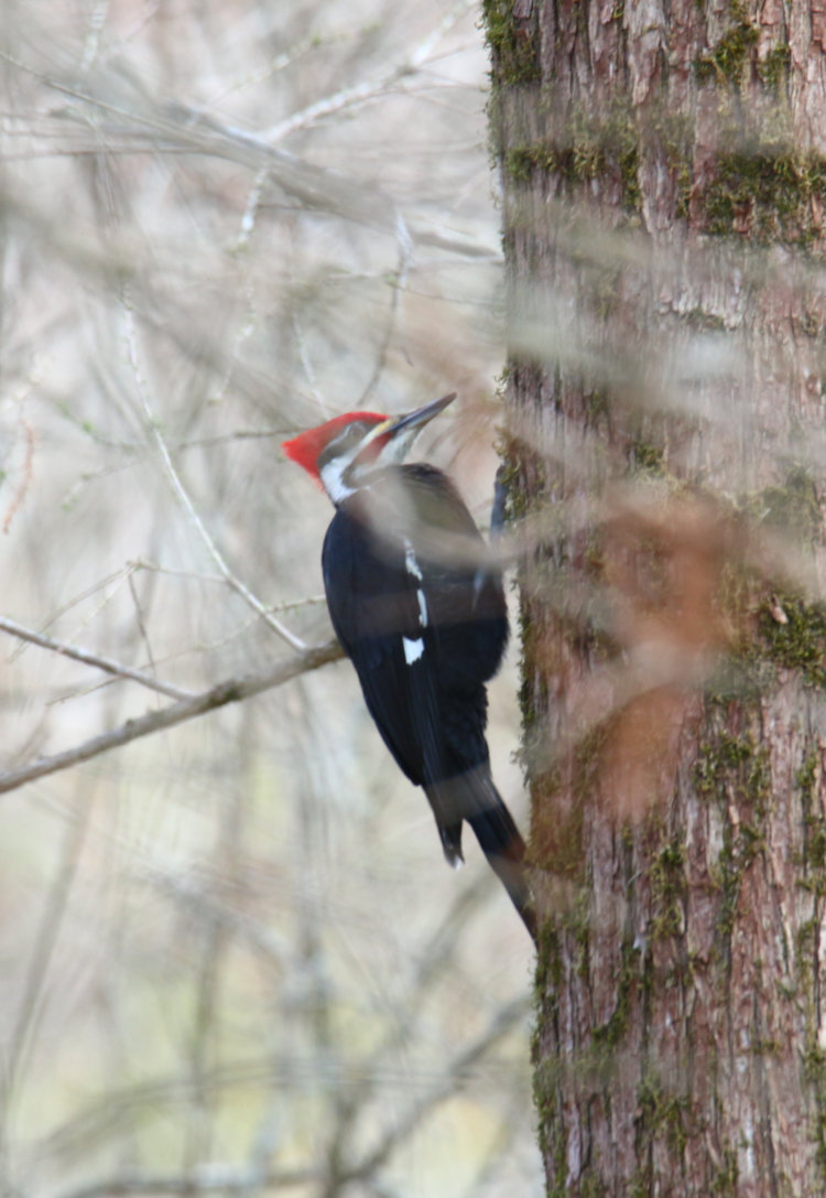 adult male pileated woodpecker Dryocopus pileatus on bald cypress Taxodium distichum in backyard