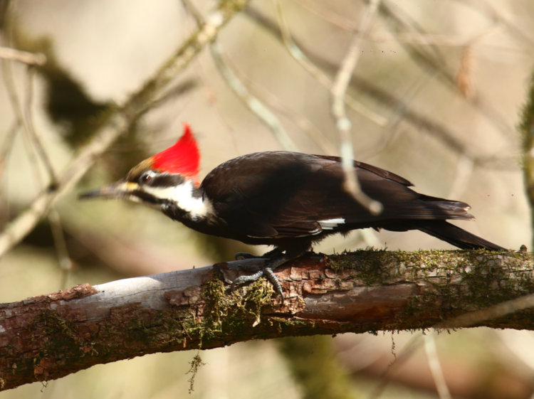 adult female pileated woodpecker Dryocopus pileatus on bald cypress Taxodium distichum in backyard with motion blur