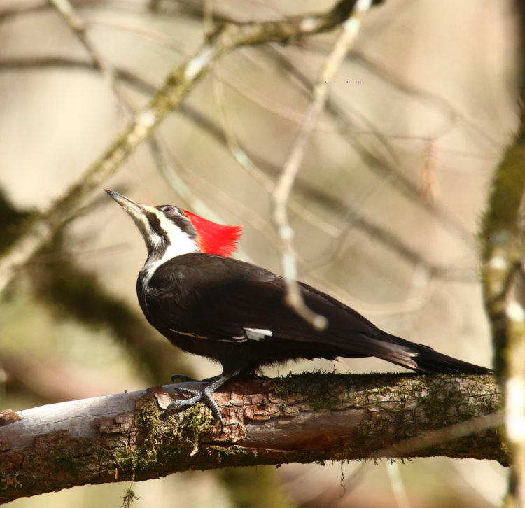 adult female pileated woodpecker Dryocopus pileatus on bald cypress Taxodium distichum in backyard, sharp but posed oddly
