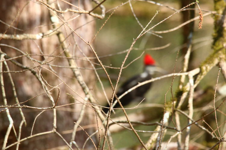 adult female pileated woodpecker Dryocopus pileatus completely blurred out with AF locked on intervening branches of bald cypress Taxodium distichum