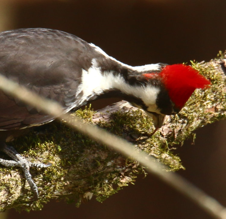 close crop of adult female pileated woodpecker Dryocopus pileatus rooting in crack with long tongue