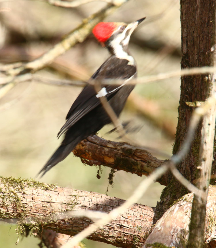 adult female pileated woodpecker Dryocopus pileatus blurred while hopping to another perch