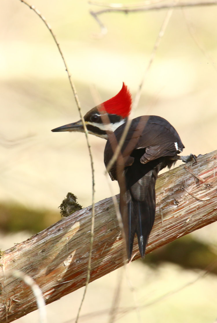 adult female pileated woodpecker Dryocopus pileatus with acceptable sharpness but intervening branches
