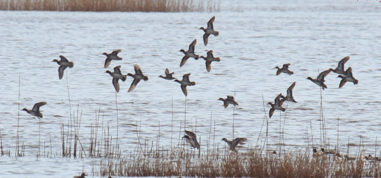 flock of likely northern pintails Anas acuta passing over flod plains, Mattamuskeet NWR