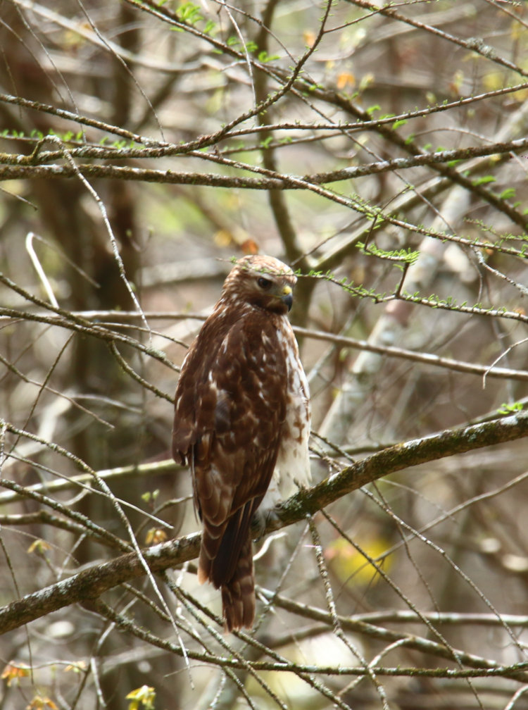 red-shouldered hawk Buteo lineatus staking out territory just off backyard