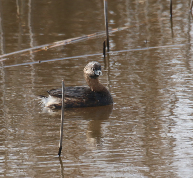 pie-billed grebe Podilymbus podiceps in channel at Mattamuskeet NWR