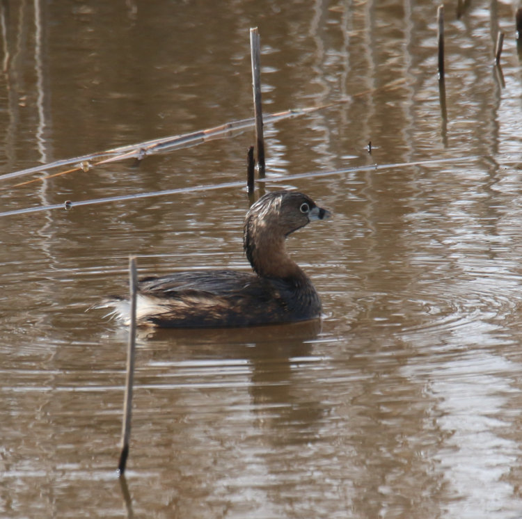 pie-billed grebe Podilymbus podiceps in channel at Mattamuskeet NWR