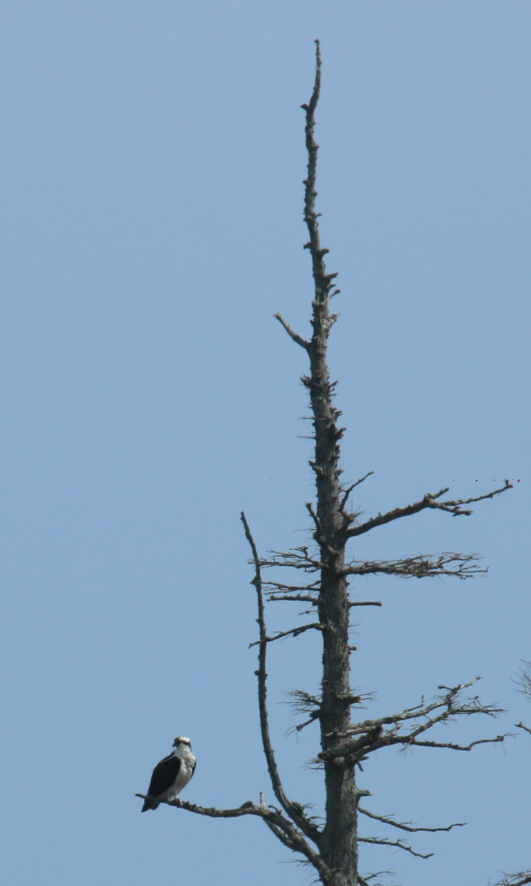 lone osprey Pandion haliaetus on bare tree in middle of Lake Mattamuskeet, NC
