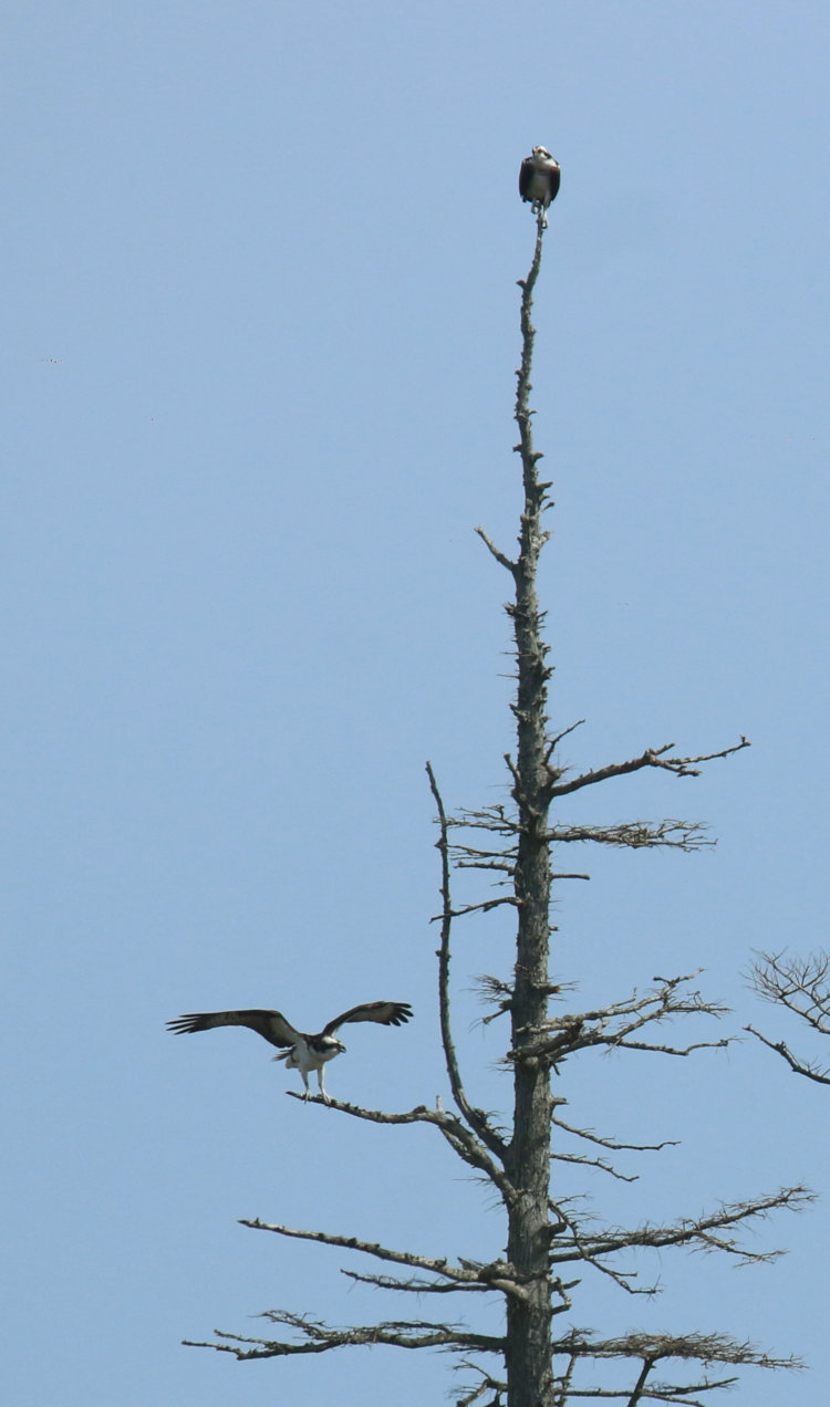 pair of ospreys Pandion haliaetus in bare tree on Lake Mattamuskeet, NC