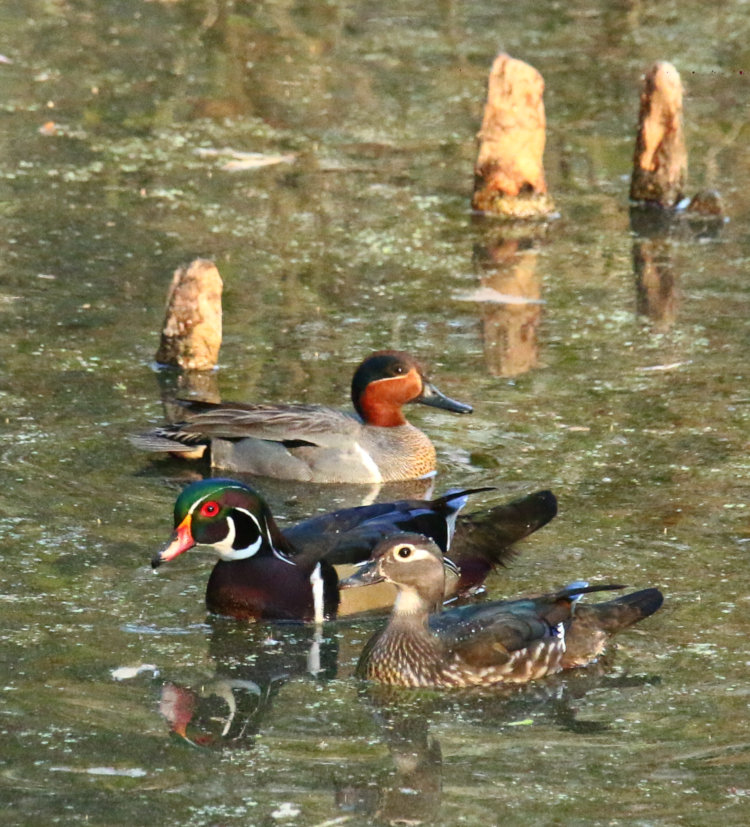 adult male green-winged teal Anas crecca with adult male and female wood ducks Aix sponsa, all in good light