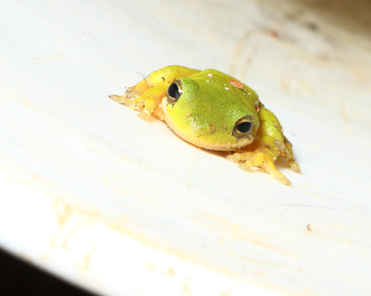 small green treefrog Dryophytes cinereus perched in bucket at night