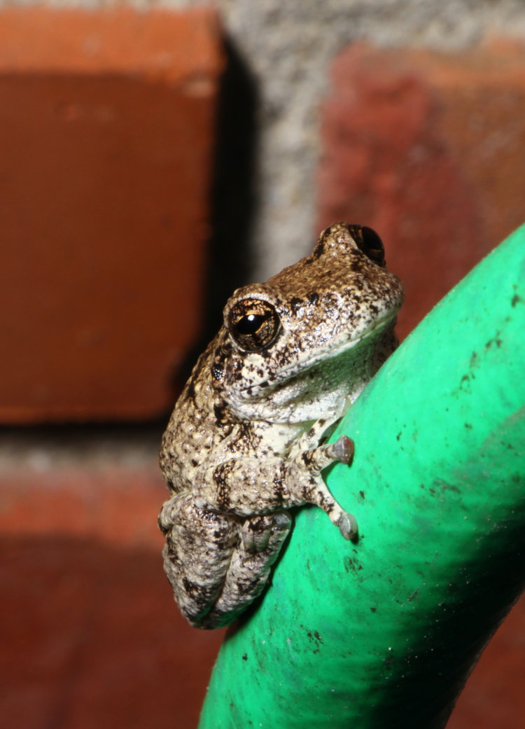 first Copes grey treefrog Dryophytes chrysoscelis found on Walkabout Estates in 2026