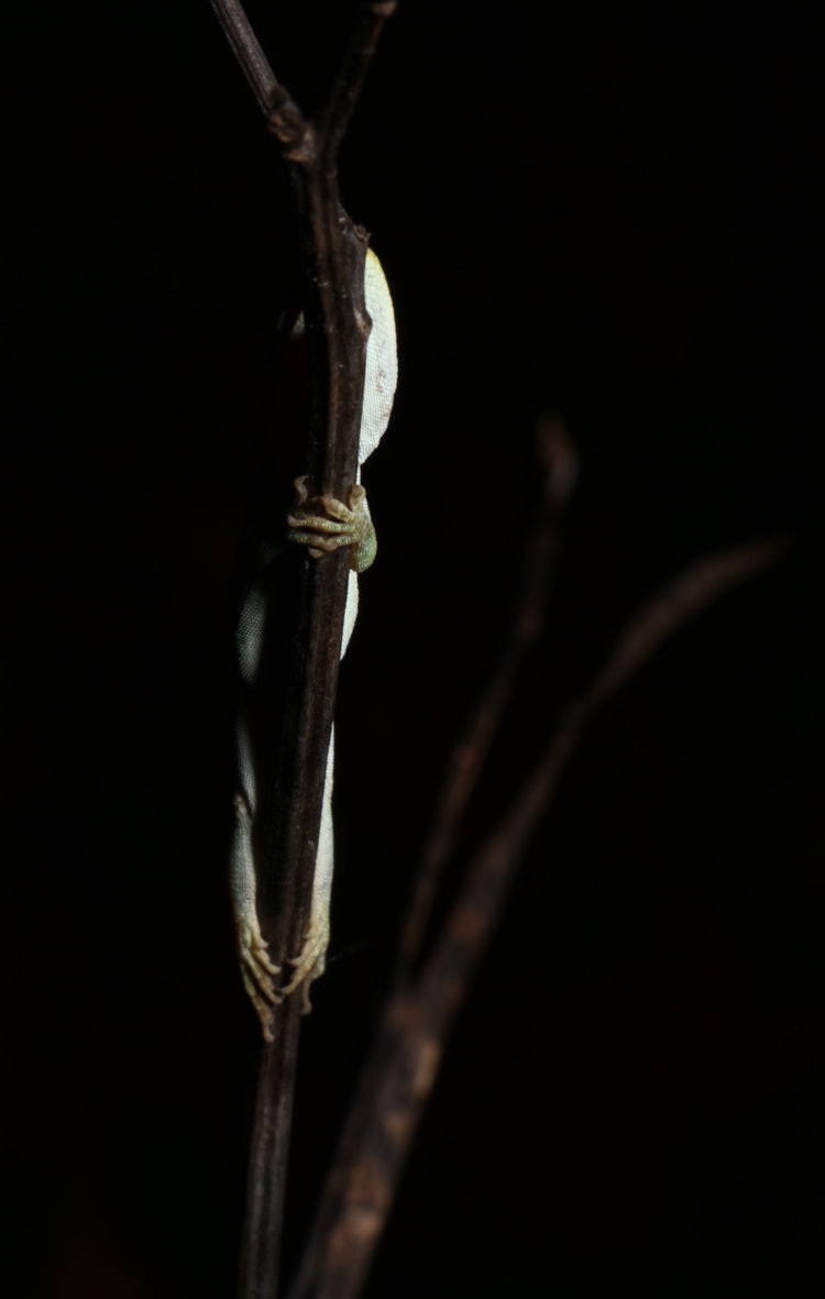 Carolina anole Anolis carolinensis sleeping vertically almost hidden behind weed stem