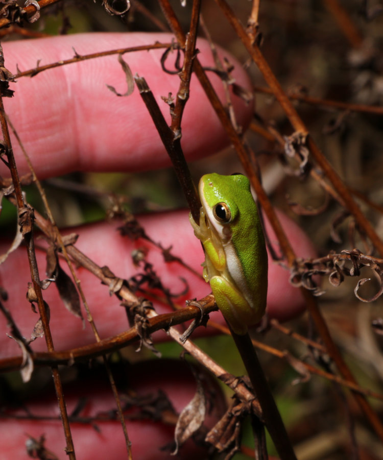 small juvenile green treefrog Dryophytes cinereus perched on dried weeds with fingertips for scale