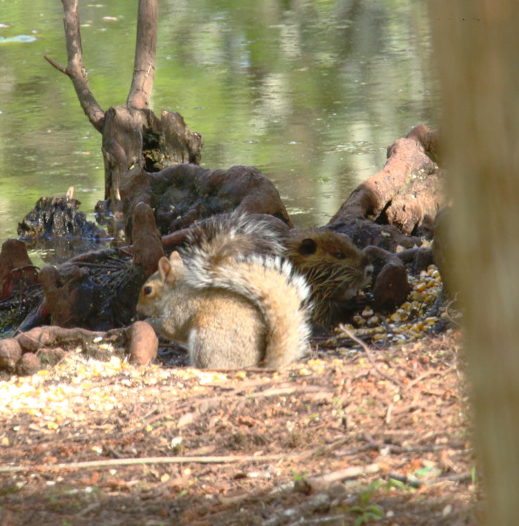 very young nutria Myocastor coypus seen eating behind adult eastern grey squirrel Sciurus carolinensis on pond edge