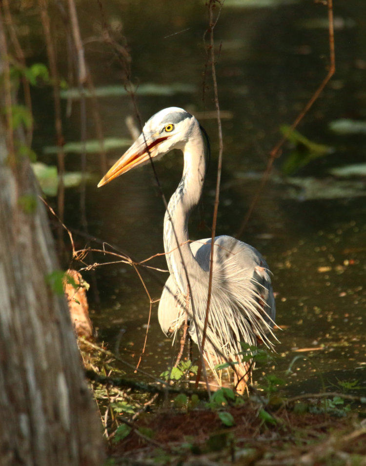 great blue heron Ardea herodias posed in late afternoon light