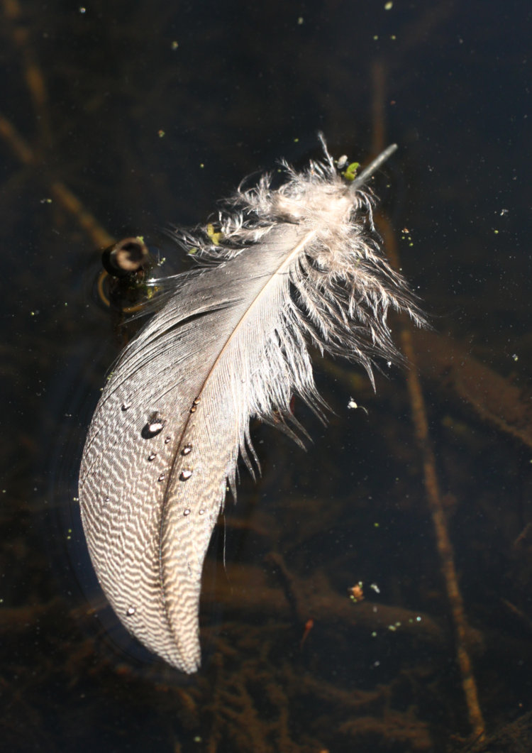 water drops on stippled feathers, likely breast feathers of male wood duck Aix sponsa