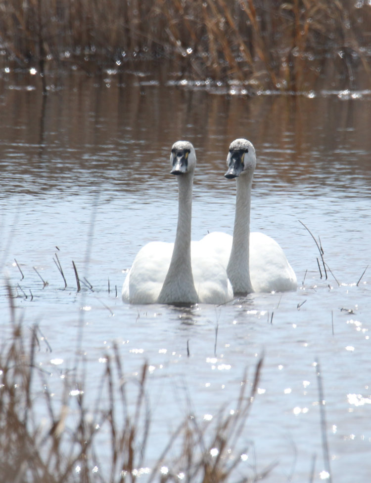 pair of tundra swans Cygnus columbianus in identical poses on flood plain in Mattamuskeet NWR