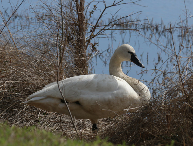 tundra swan Cygnus columbianus standing unconcernedly on one leg alongside wildlife drive, Mattamuskeet NWR
