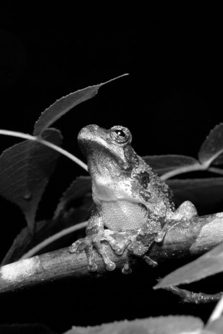 Copes grey treefrog gazing skyward, greyscale Red channel no adjustments
