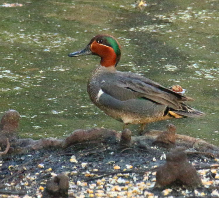adult male green-winged teal Ans crecca posing in nice light by distributed corn